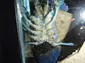 Gravid mother cradling eggs inside her swimmerets