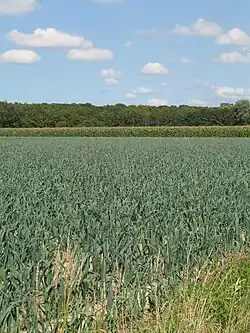 Leek field in Houthulst, Belgium