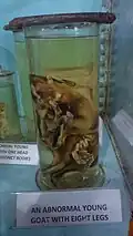 Young goat with eight legs