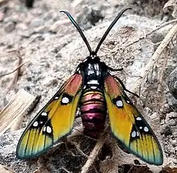 In Mexico