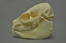 Skull of a rock hyrax