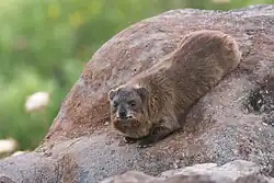 Rock hyrax, Katzrin, Golan Heights
