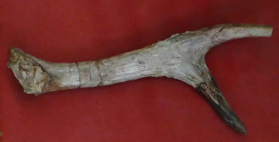 Antler of Procervulus aurelianensis