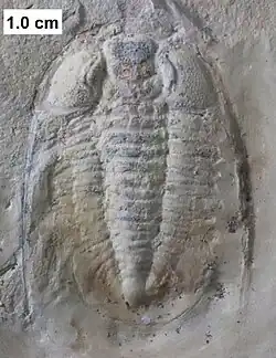 The Cambrian trilobite Prosaukia from Prairie du Sac.