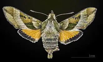 Female