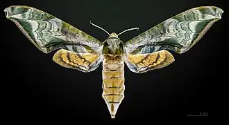 Female