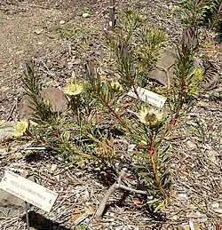 habitus of plant cultivated at the University of California Botanical Garden in Berkeley