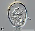 Cryptodifflugia oviformis from Veternica