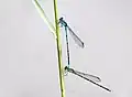 Tandem pair