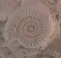 A fossil of Pseudarietites from Dzikowiec, Poland.