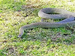 A thick-set brownish snake moving over a grass lawn