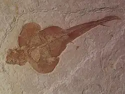 Pseudorhina alifera from the Kimmeridgian of Germany