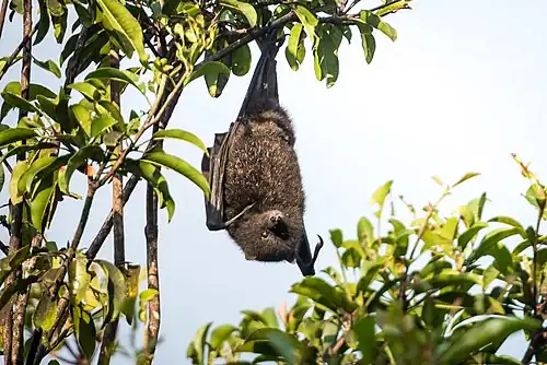 Black bat