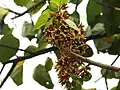Inflorescence on a Pterygota Alata Tree