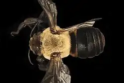 P. bombiformis male
