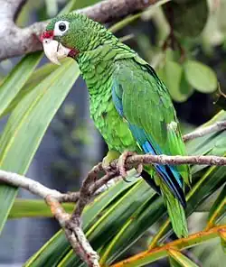Cotorra puertorriqueña (Amazona vittata) Critically Endangered