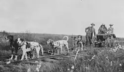 Image 42Cart dogs, c. 1900; different in appearance but doing the same work (from Dog type)