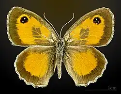 Male