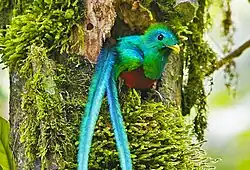 Quetzal Biotope in Salamá