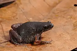 Frog on a leaf