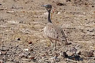 juvenile male