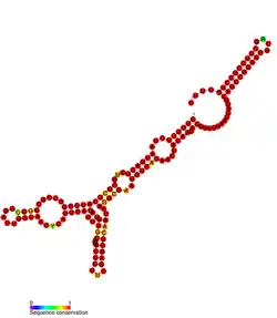 isrP Hfq binding RNA: Predicted secondary structure taken from the Rfam database. Family RF01398.