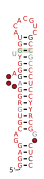 RAGATH-31 Secondary structure taken from the Rfam database. Family RF03101