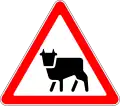 Cattle crossing