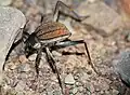 The fogstand beetle, S. gracilipes, in Namibia