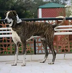 Ramanadhapuram_Dog