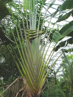 Ravenala with spent inflorescence