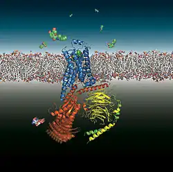 The β2-adrenoceptor (blue) coupling to the heterotrimeric G protein GS (red, yellow, green) after binding of an agonist.