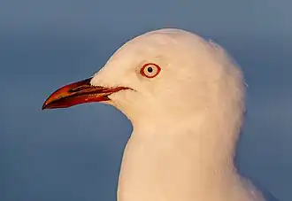 Upper body