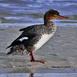 Red-breasted_Merganser_Mergus_serrator,_Munyon_Island,_Florida
