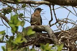 A female in KwaZulu-Natal, South Africa