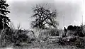 Ruins of the Red Hill mansion, 1936