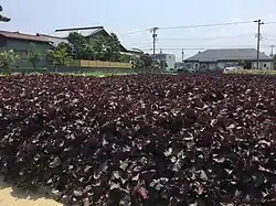 Red shiso field in Fukui City, Japan