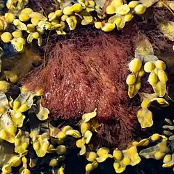 Red algae underwater