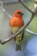 Male, start of transition plumage, La Réunion