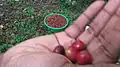 Red coffee berries