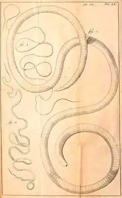 Drawings of three worms