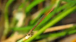 Male from above