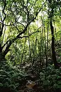 Forest in ʻEua