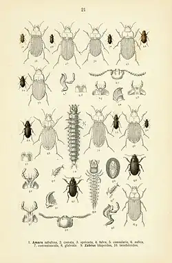 Z. spinipes from Fauna Germanica. ( 9a: head, 9b: labrum, 9c: mandible, 9d: maxilla)
