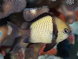 In Raja Ampat, Indonesia