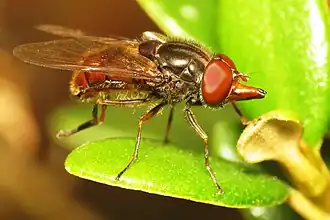 Rhingia campestris actual size 6.0–9.0&nbsp;mm (1⁄4–3⁄8&nbsp;in)