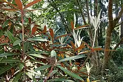 The indumentum on the underside of the leaves
