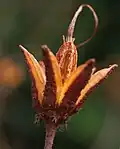 Fruit