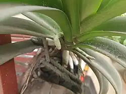 Buds of Rhynchostylis retusa