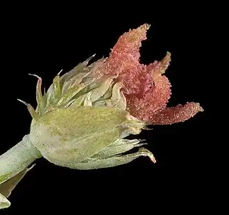 Female flower